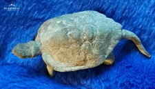 Bronze Schildkröte mit Patina